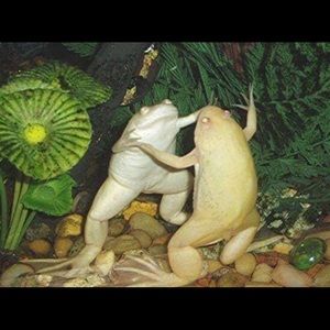 Meet your Posher, Isabella